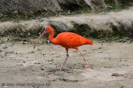 Rode Ibis