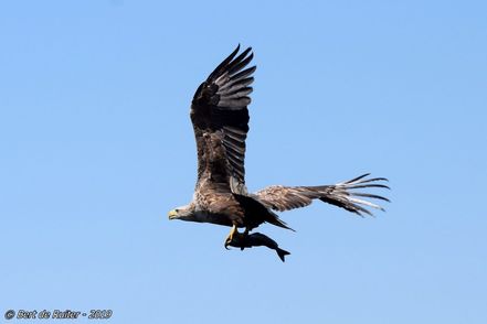 Zeearend.0212.upload