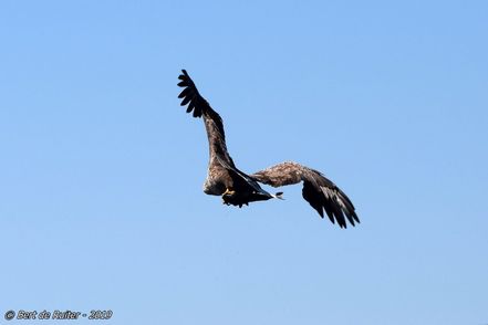 Zeearend.0215.upload