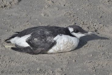 Zeekoet