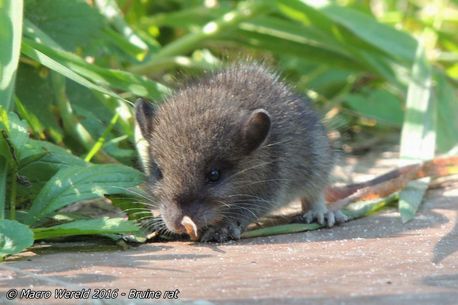Brown or Common Rat (juvenile)