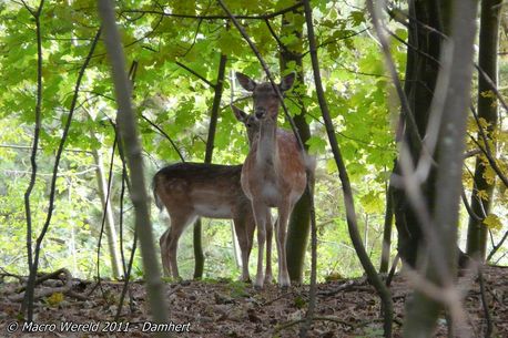 Fallow Deer ♀