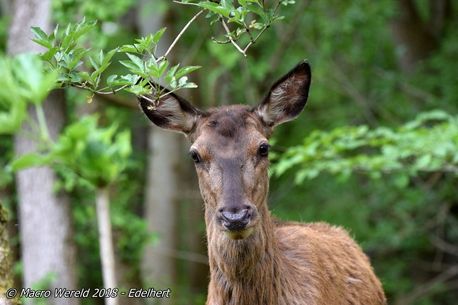 Red Deer ♀