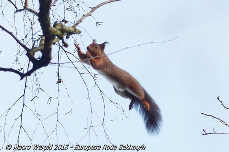 Eurasian Red Squirrel