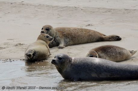 Common or Harbour Seal