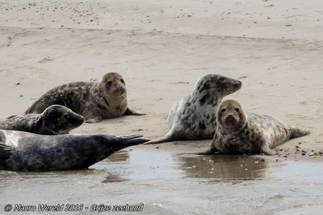Grey Seal