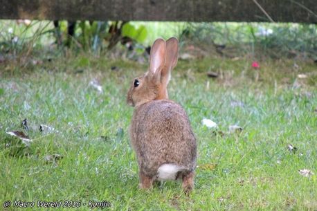 European Rabbit