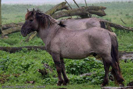 Konik
