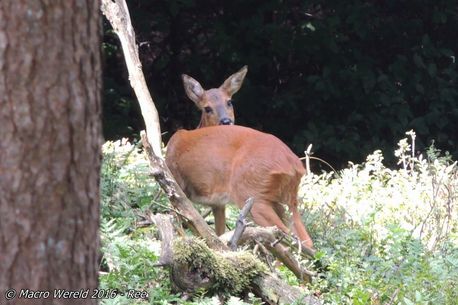 European Roe Deer ♀