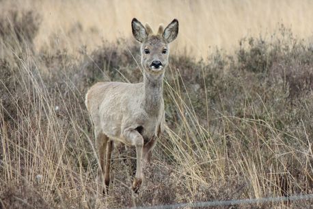 European Roe Deer ♂