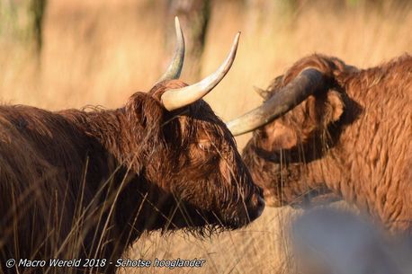 Highland Cattle
