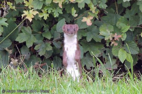 Least Weasel