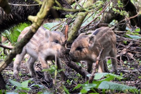 Wild Boar (juvenile)