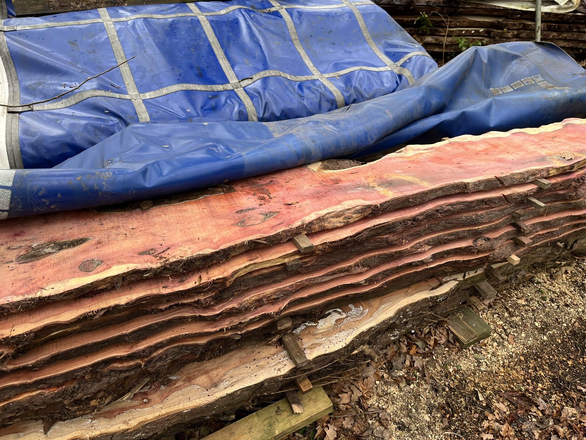 Stunning purple Yew waney edge boards