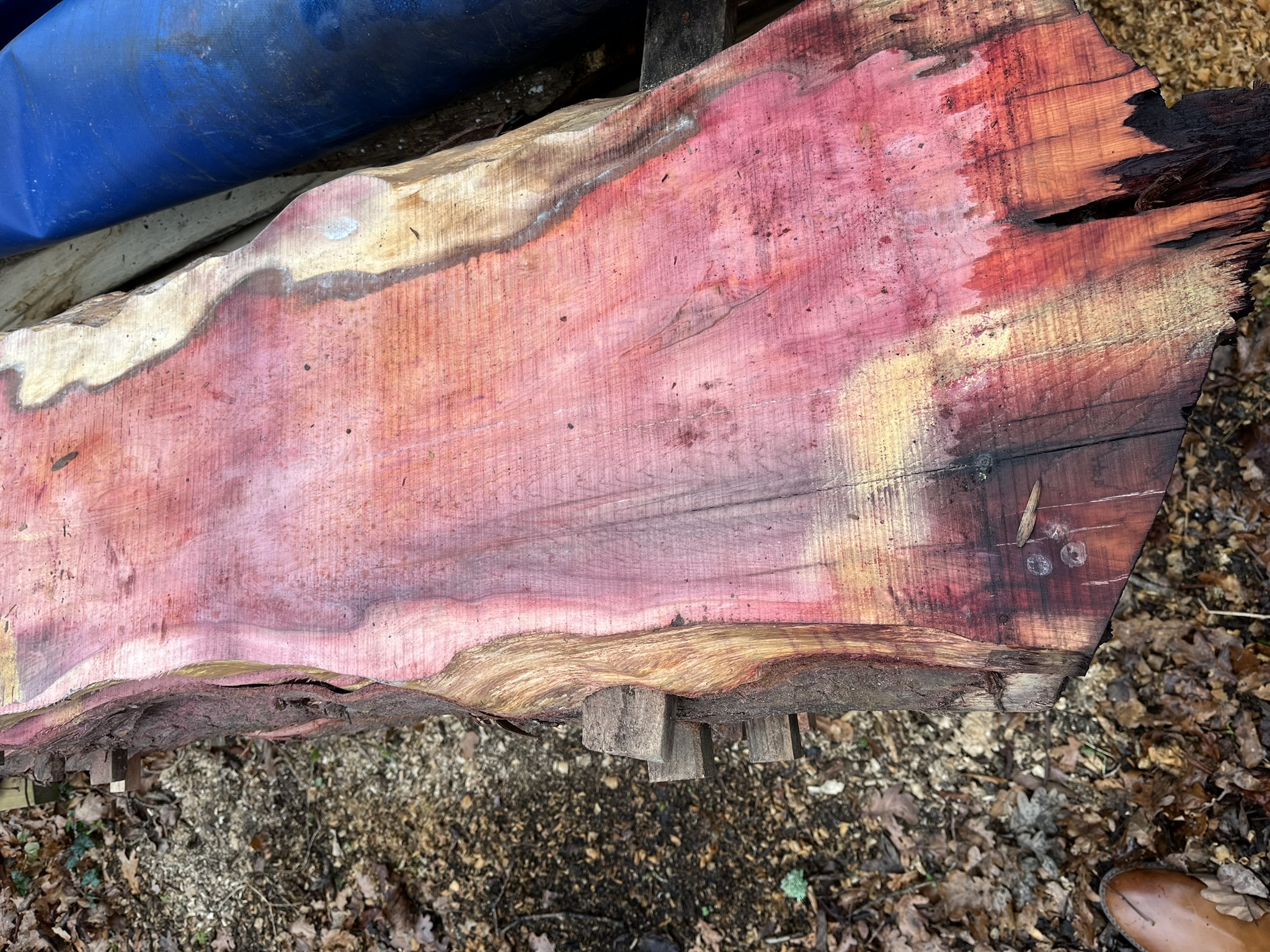 Incredible purple Yew