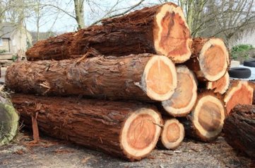 Wellingtonia Wellingtonia