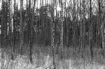 Björkar i Emmaboda 1978