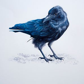 kråker-1
