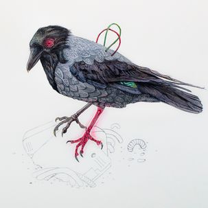 kråker-2