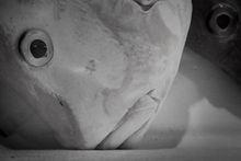 Billingsgate_05_photo_amgnus