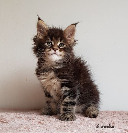 6weeks