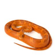 Hypo Diffused