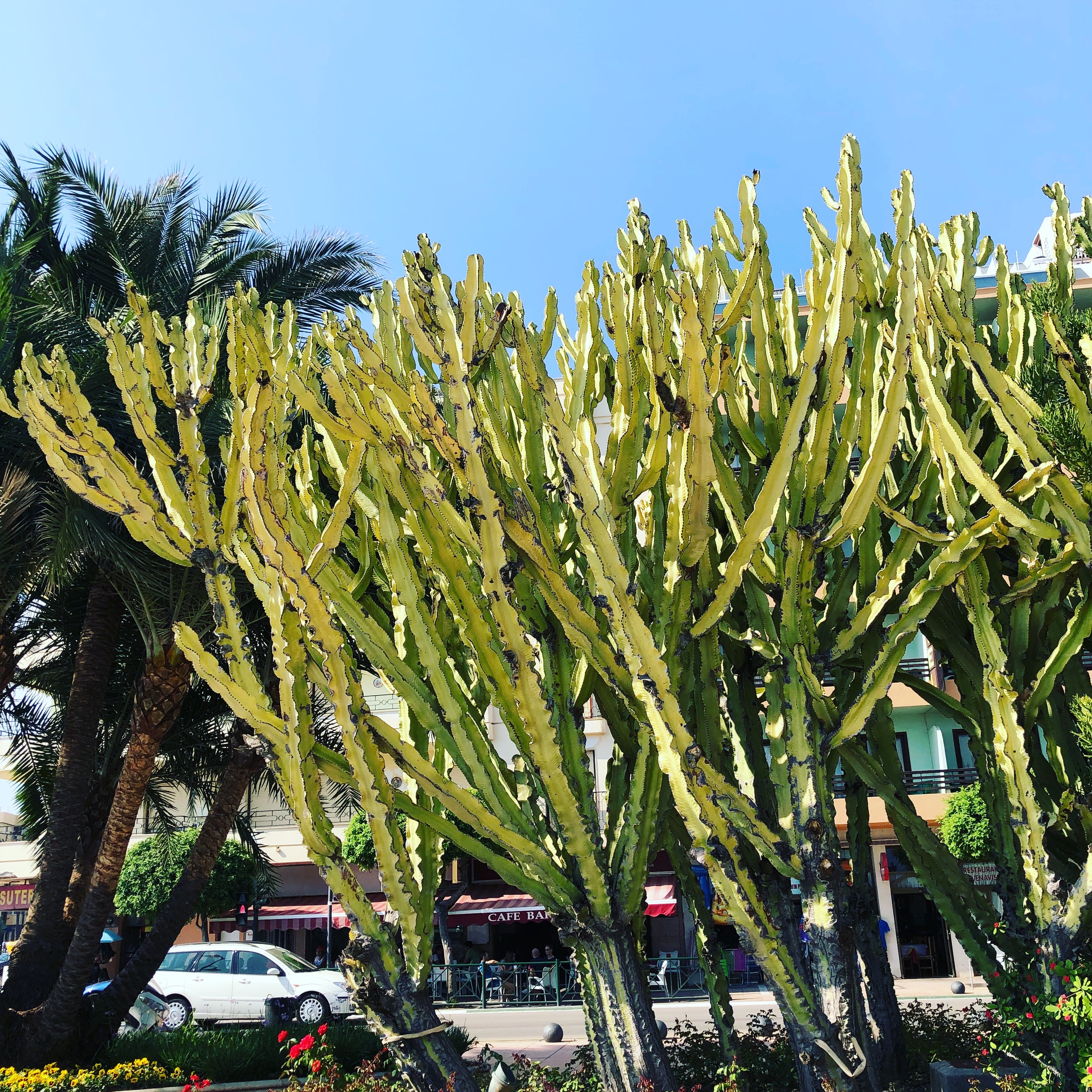 Estepona greenery