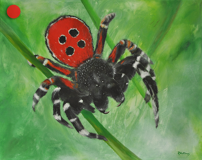 ERESUS NIGER