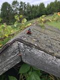 IMG_6024