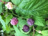 IMG_6039