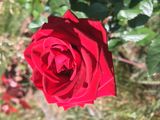 IMG_6121