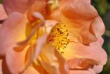 _DSC0048 4