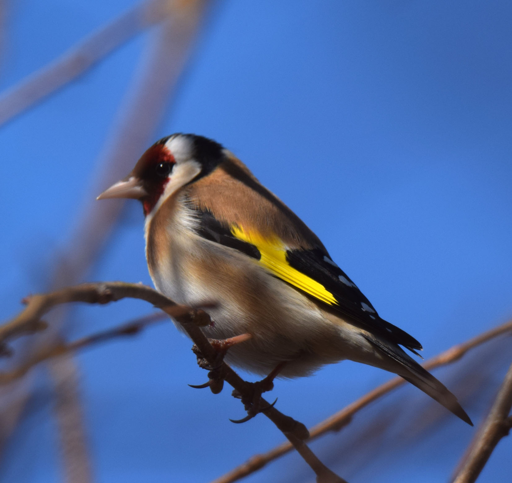 Steglits. Foto: Per-Åke