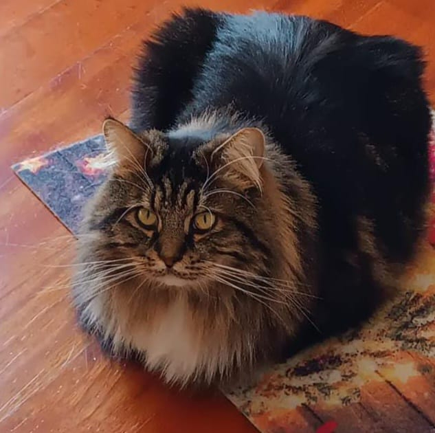 Gatto siberiano ipoallergenico Mamgiory Zatarra