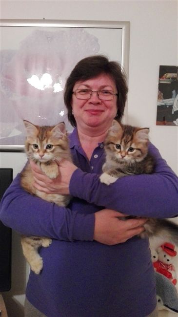 Gatto Ipoallergenico puro siberiano allevamento Mamgiory 