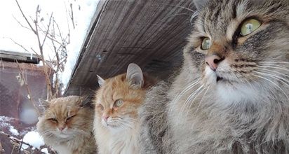 gatto siberiano 
