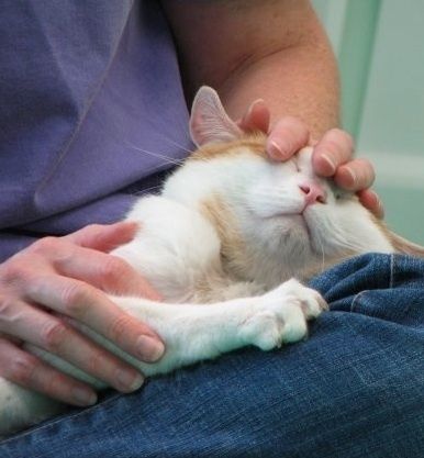 allevamento olistico di pura razza siberiana ipoallergenica no allergia si reiki