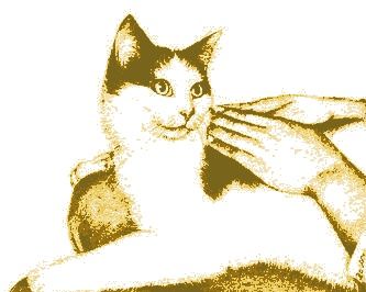 gatto ipoallergenico allevamento olistico con Reiki Thetahealing
