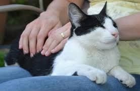 allevamento olistico Mamgiory gatto pura razzasiberiano 