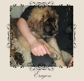 Eragon1feb-21.