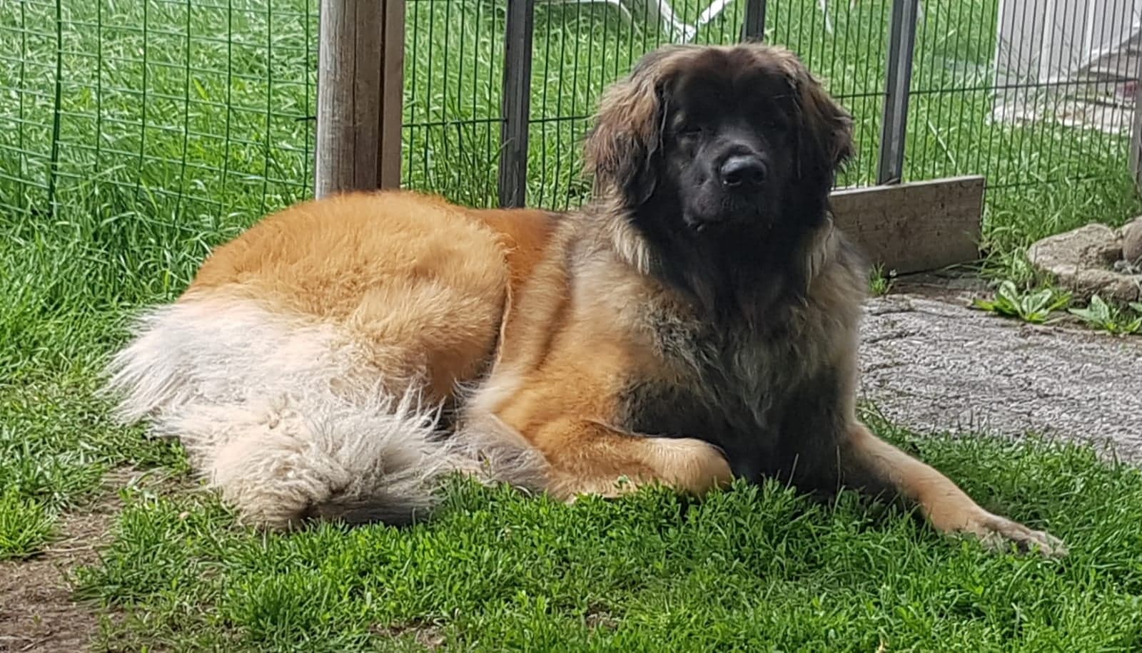 Luna4