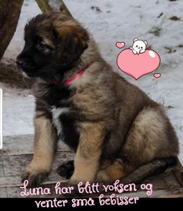 Luna_venter_bebisar.