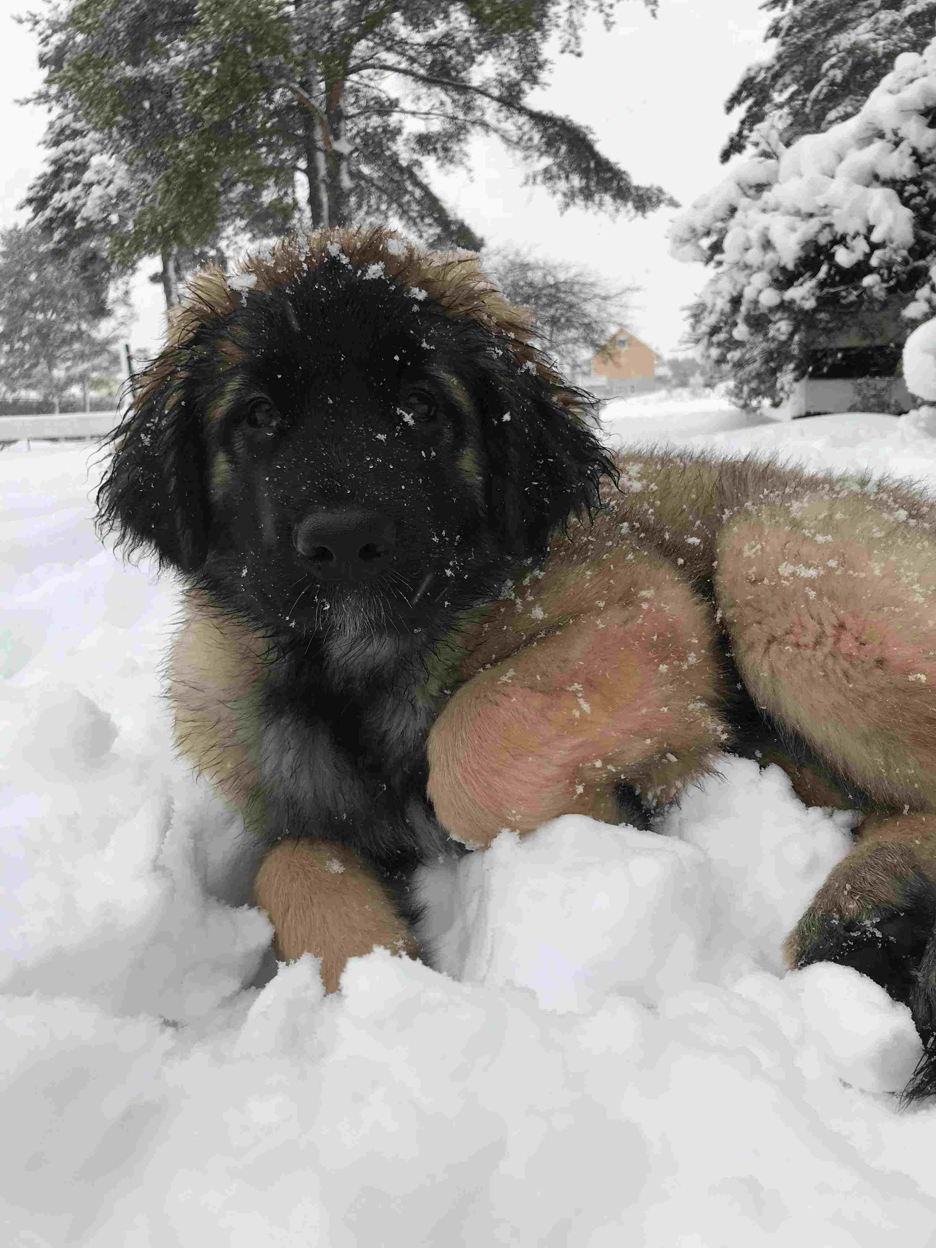 luna (2)