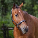 _MG_1434b