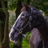 _MG_3298b