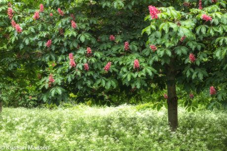 Red Horse-chestnut