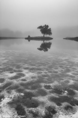 Hjortekæret - Single Tree