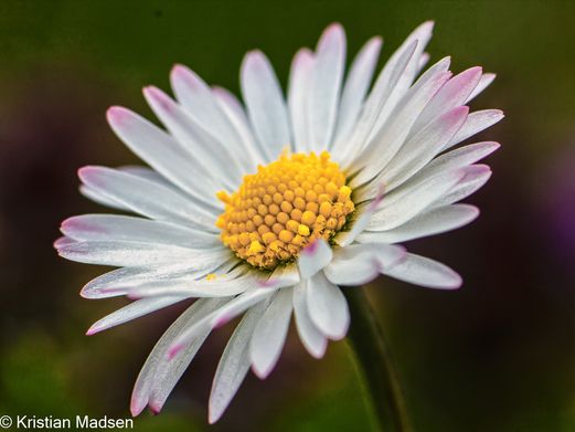 IMG_0931-Edit