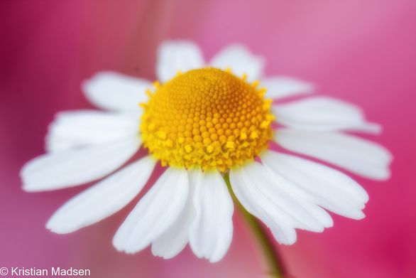 IMG_3910-Edit
