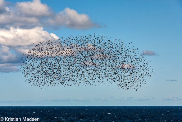 Starling murmuration over sea